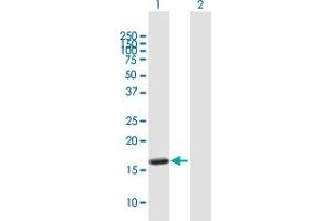Western Blot analysis of UBE2L6 expression in transfected 293T cell line by UBE2L6 MaxPab polyclonal antibody.