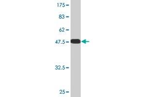 Western Blot detection against Immunogen (55.