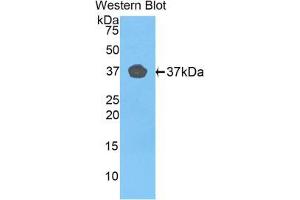 Western blot analysis of the recombinant protein. (FBLN4 antibody  (AA 278-366))