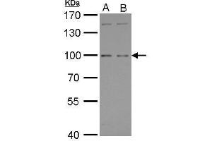 WB Image GPRC6A antibody [C3], C-term detects GPRC6A protein by Western blot analysis. (GPRC6A antibody  (C-Term))