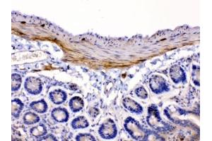 IHC testing of FFPE mouse intestine tissue with CHRNA5 antibody at 1ug/ml. (CHRNA5 antibody  (AA 44-76))