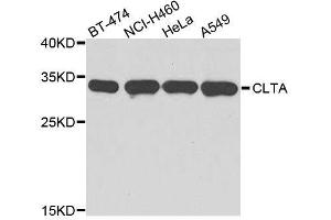Western blot analysis of extracts of various cell lines, using CLTA antibody. (CLTA antibody  (AA 1-218))
