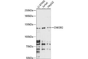Western blot analysis of extracts of various cell lines, using CNKSR2 antibody (ABIN7266488) at 1:1000 dilution. (CNKSR2 antibody  (AA 400-750))