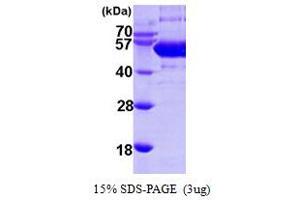 SDS-PAGE (SDS) image for Sep (O-phosphoserine) tRNA:Sec (Selenocysteine) tRNA Synthase (SEPSECS) (AA 1-501) protein (His tag) (ABIN667283) (SEPSECS Protein (AA 1-501) (His tag))
