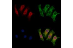 ABIN7094018 and ABIN7098062 staining HepG2 cells by IF/ICC. (THAP2 antibody  (Internal Region))
