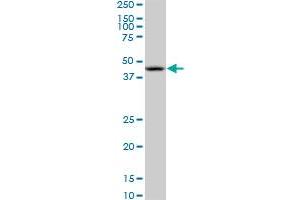 Nodal antibody  (AA 275-346)