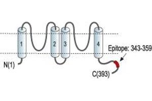 Representative domain view of the target of ABIN7885252.