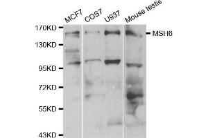 Western blot analysis of extracts of various cell lines, using MSH6 antibody. (MSH6 antibody  (AA 1-290))
