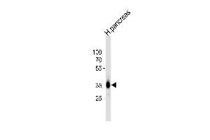 Western blot analysis of lysate from human pancreas tissue lysate, using A Antibody (C-term) 1024c. (PPAP2A antibody  (C-Term))