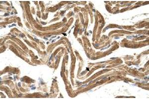 Immunohistochemical staining (Formalin-fixed paraffin-embedded sections) of human muscle with FICD polyclonal antibody  at 4-8 ug/mL working concentration. (FICD antibody  (C-Term))