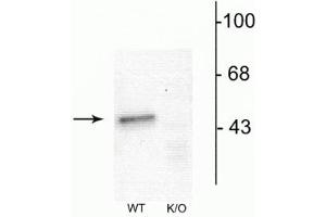 Western blot of mouse forebrain lysates from Wild Type (WT) and α1-knockout (K/O) animals showing specific immunolabeling of the ~51 kDa α1-subunit of the GABAA-R.