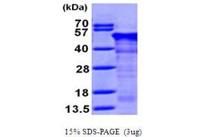 SDS-PAGE (SDS) image for Reticulocalbin 1, EF-Hand Calcium Binding Domain (RCN1) (AA 30-331) protein (His tag) (ABIN667181)
