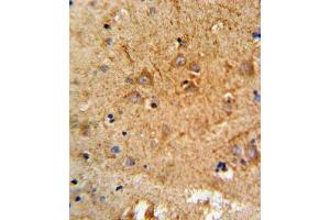 Immunohistochemistry (IHC) image for anti-Proprotein Convertase Subtilisin/kexin Type 2 (PCSK2) antibody (ABIN3003341) (PCSK2 antibody)