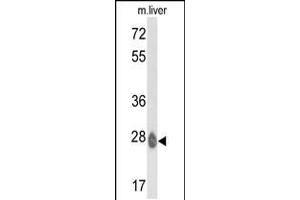 Western blot analysis of ETHE1 Antibody in mouse liver tissue lysates (35ug/lane) (ETHE1 antibody  (C-Term))