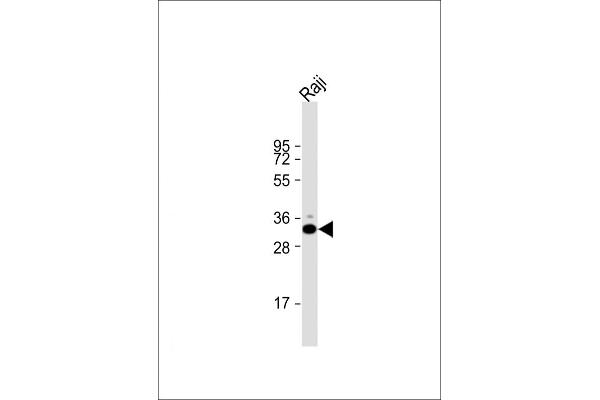 VDAC1 antibody  (N-Term)