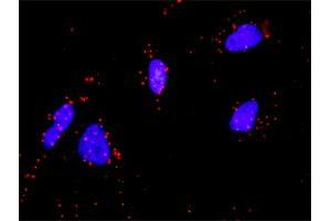 Proximity Ligation Analysis of protein-protein interactions between FGF1 and FGFR4. (FGFR4 antibody  (AA 31-145))