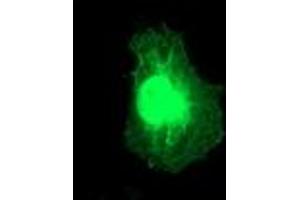 Immunofluorescence (IF) image for anti-Regulator of G-Protein Signaling 5 (RGS5) (AA 1-181) antibody (ABIN1490600) (RGS5 antibody  (AA 1-181))