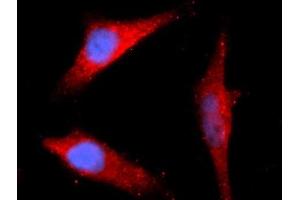 Immunofluorescence (IF) image for anti-Peptidylprolyl Isomerase G (Cyclophilin G) (PPIG) (AA 1-175) antibody (APC) (ABIN5567267) (PPIG antibody  (AA 1-175) (APC))