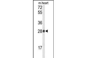 TSPAN1 antibody  (AA 140-167)