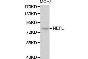 Western blot analysis of extracts of MCF7 cells using NEFL antibody.