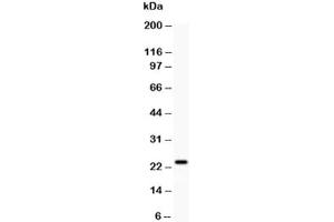 Western Blotting (WB) image for anti-Claudin 5 (CLDN5) (AA 191-218) antibody (ABIN3030536)