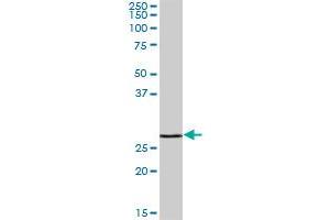 GAMT MaxPab polyclonal antibody. (GAMT antibody  (AA 1-236))