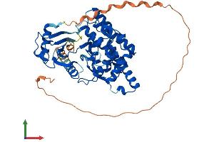 AlphaFold protein structure predicition of Mouse Recombinant Chka Protein, UniprotID O54804 (Choline Kinase alpha Protein (CHKA) (AA 1-453) (His tag))