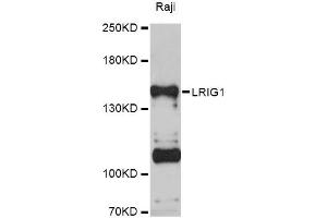 Western blot analysis of extracts of Raji cells, using LRIG1 Antibody (ABIN5998148) at 1:3000 dilution. (Lrig1 antibody)