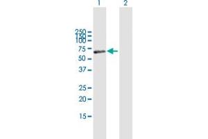 Western Blot analysis of MAOB expression in transfected 293T cell line by MAOB MaxPab polyclonal antibody. (Monoamine Oxidase B antibody  (AA 1-520))