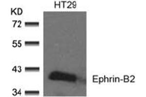 Image no. 2 for anti-Ephrin B2 (EFNB2) (AA 328-332) antibody (ABIN197419) (Ephrin B2 antibody  (AA 328-332))