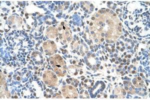 Human kidney; ZNF274 antibody - N-terminal region in Human kidney cells using Immunohistochemistry (ZNF274 antibody  (N-Term))