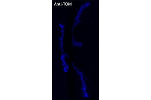 Immunofluorescence (IF) image for anti-tdTomato Fluorescent Protein (tdTomato) antibody (DyLight 405) (ABIN7273111) (tdTomato antibody  (DyLight 405))