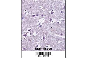 SEC22B Antibody immunohistochemistry analysis in formalin fixed and paraffin embedded human brain tissue followed by peroxidase conjugation of the secondary antibody and DAB staining. (SEC22B antibody  (AA 75-104))