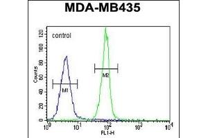 CASP3 Antibody (C-term) (ABIN655271 and ABIN2844863) flow cytometric analysis of MDA-M cells (right histogram) compared to a negative control cell (left histogram). (Caspase 3 antibody  (C-Term))