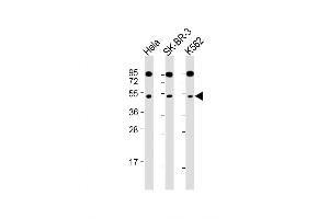 Western Blot at 1:2000 dilution Lane 1: Hela whole cell lysate Lane 2: SK-BR-3 whole cell lysate Lane 3: K562 whole cell lysate Lysates/proteins at 20 ug per lane. (SLC16A13 antibody  (C-Term))