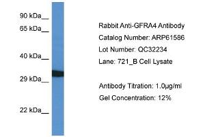 Western Blotting (WB) image for anti-GDNF Family Receptor alpha 4 (GFRA4) (C-Term) antibody (ABIN2774318)
