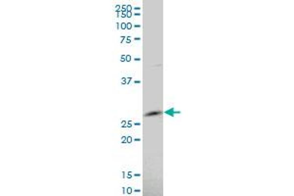 ARFRP1 antibody  (AA 133-201)