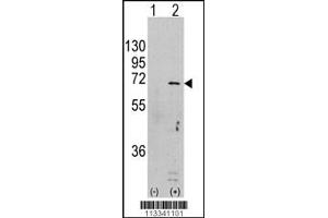 Western blot analysis of PRKAA1 using rabbit polyclonal PRKAA1 Antibody (S246) using 293 cell lysates (2 ug/lane) either nontransfected (Lane 1) or transiently transfected with the PRKAA1 gene (Lane 2). (AMPK alpha antibody  (AA 474-502))