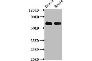 SLC1A2 antibody  (AA 460-574)