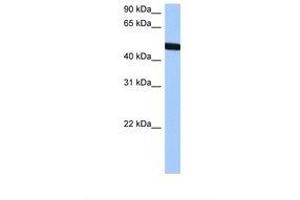 Image no. 1 for anti-T-Box 20 (TBX20) (AA 200-249) antibody (ABIN6737900) (TBX20 antibody  (AA 200-249))