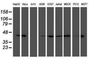 Image no. 2 for anti-Spermine Synthase, SMS (SMS) antibody (ABIN1501095) (SMS antibody)