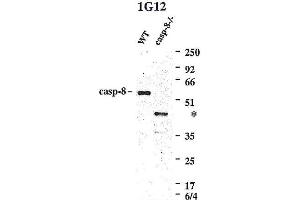 Western blot using anti-Caspase-8 (mouse), mAb (1G12)  detecting endogenous caspase-8 in MEFs from WT mice, but not in MEFs from caspase-8-/- mice. (Caspase 8 antibody)