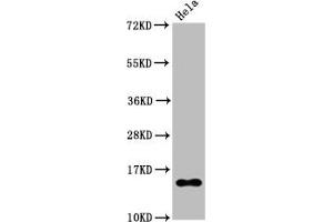 Western Blot Positive WB detected in Hela whole cell lysate treated by 15 mM sodium butyrate for 30 min All lanes Acetyl-Histone H2B type 1-B(K20)antibody at 0. (Recombinant HIST1H2BB antibody  (acLys20))