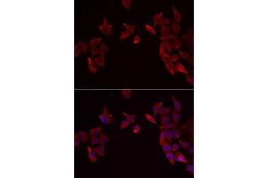 Immunofluorescence analysis of MCF7 cells using RAMP3 antibody. (RAMP3 antibody  (AA 1-118))