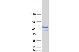 Validation with Western Blot (CHST10 Protein (Myc-DYKDDDDK Tag))