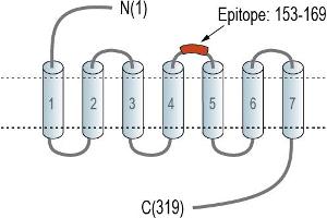 anti-G Protein-Coupled Receptor 31 (GPR31) (AA 153-169), (Extracellular), (Loop 2) antibody