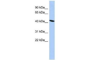 Western Blot showing ZNF71 antibody used at a concentration of 1. (ZNF71 antibody  (Middle Region))