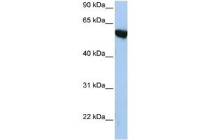 APBA3 antibody (70R-10533) used at 1. (APBA3 antibody  (N-Term))