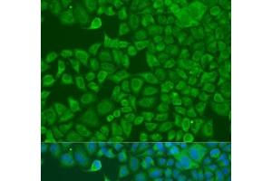 Immunofluorescence analysis of U2OS cells using FXR2 Polyclonal Antibody at dilution of 1:100. (FXR2 antibody)
