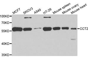 Western blot analysis of extracts of various cell lines, using CCT2 antibody. (CCT2 antibody)